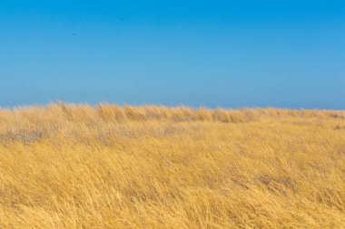Steppe Ukrayna Avrupa Ukrayna bayrağı Mavi Sarı