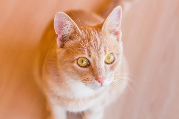 Ροδάκινο Γάτα Κοιτάζει Από Κάτω Δούμε Γάτα Από Πάνω — Φωτογραφία Αρχείου