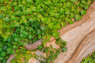 Ağaç arkaplan dokusunda kuru brabch ile birçok yeşil yaprak