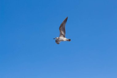 İzole edilmiş Martı Mavi Gökyüzünde Uçuyor