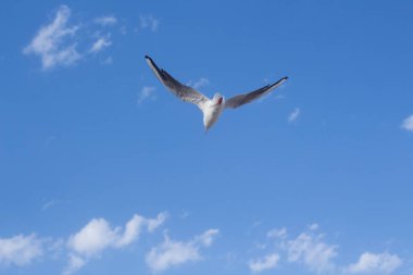 Bulutlarda uçan martı Mavi gökyüzü