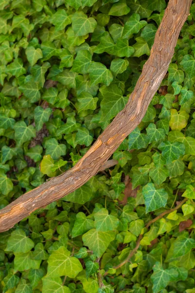 Viele Grüne Blätter Mit Trockenem Brabbeln Baum — Stockfoto