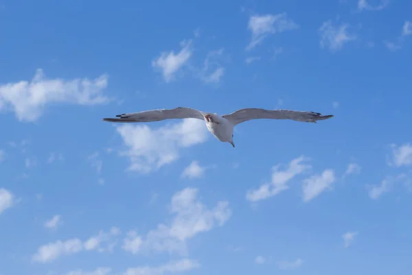 Seagull Flying Clouds Blue Sky — Stock Photo, Image