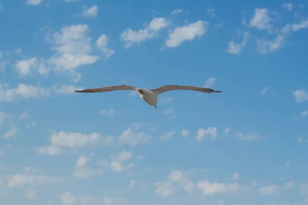 Seagull Flying Clouds Blue Sky — Stock Photo, Image