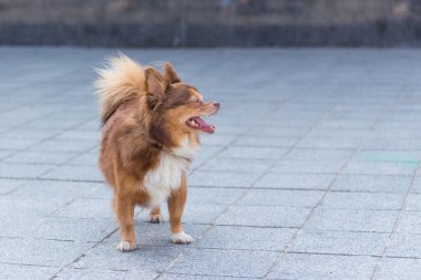 Küçük bir köpek sokakta duruyor.