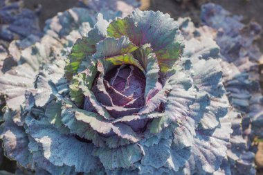 Organik lahana. Taze yeşil lahana tarlasında