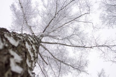 Kar kaplı ağaç manzarası yukarı bakıyor