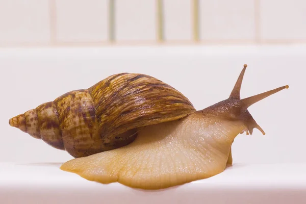 Single Snail Med Ett Vackert Skal Grå Vit Bakgrund — Stockfoto