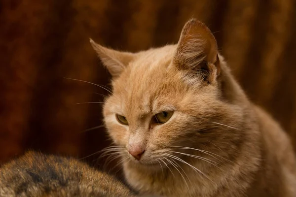 Άστεγη Αδέσποτη Ροδακινί Γάτα — Φωτογραφία Αρχείου