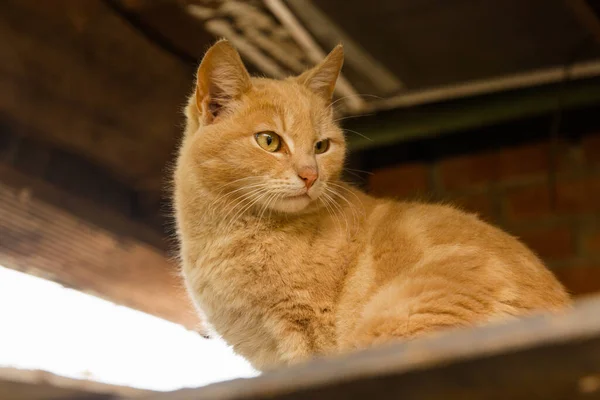 Gato Melocotón Callejero Sin Hogar — Foto de Stock