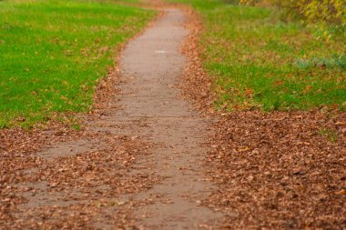 Park Pathway 'de yapraklar ve çimenler var. Otoamn.