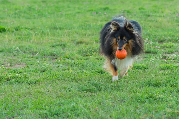 Siyah Sheltie yeşil çimlerde turuncu top oyuncağıyla oynuyor.