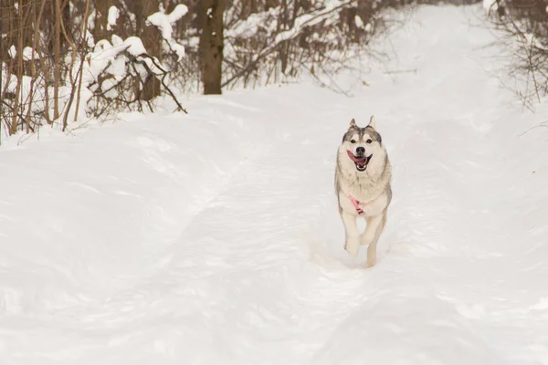 Τρέξιμο Σιβηρίας Μεγαλόσωμος Σκύλος Λύκος Στο Δάσος Του Χειμώνα Υπαίθριες — Φωτογραφία Αρχείου