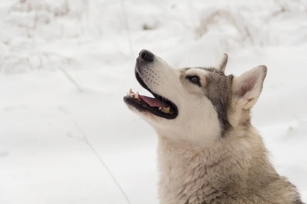 Σιβηρίας Husky Λύκος Σκυλί Στο Δάσος Του Χειμώνα Στο Χιόνι — Φωτογραφία Αρχείου