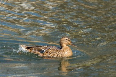 Wald Mallart ördeği gölette izole edilmiş.