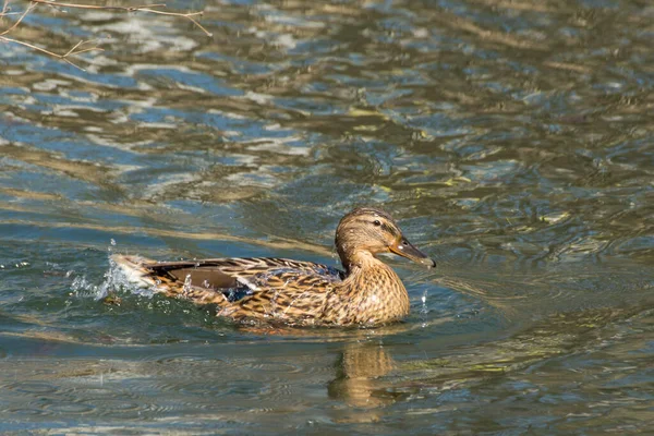 Wald Mallart Duck Isolated Pond — Stock Photo, Image