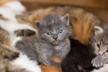 Mavi gözlü, tüylü, küçük, evsiz, gri kedi yavrusu.