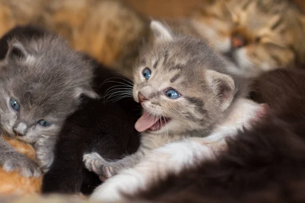 ホームレスの小さなふわふわの灰色の子猫と青い目 — ストック写真