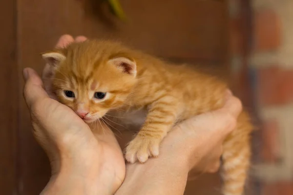 Dakloze kleine pluizige grijze kitten met blauwe ogen — Stockfoto