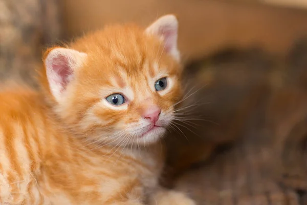 ホームレスの小さなふわふわの灰色の子猫と青い目 — ストック写真