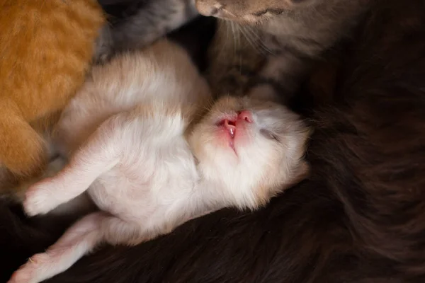 Hjemløs lille fluffy grå killing med blå øjne - Stock-foto