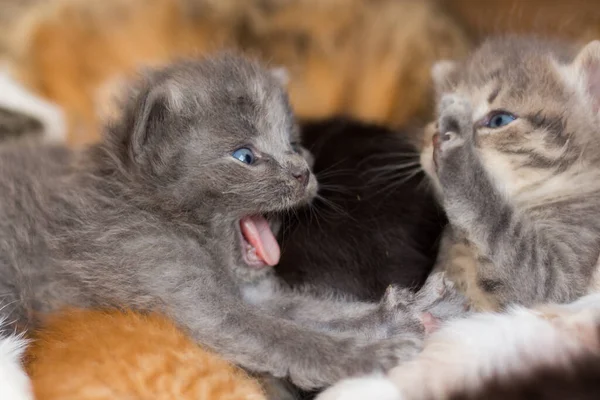 ホームレスの小さなふわふわの灰色の子猫と青い目 — ストック写真