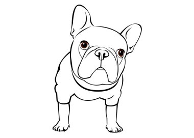 köpek, vektör, doğurmak, şirin, Evcil Hayvan, hayvan, bulldog, Fransız