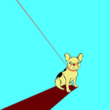 Fransız Bulldog köpek tasmalı. güzel yüz. kulaklar, kuyruk