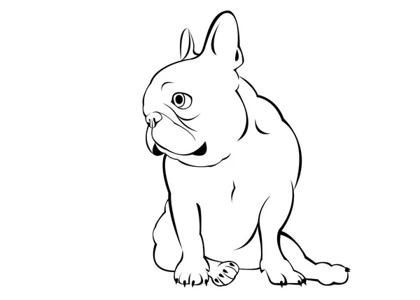 Perro, vector, raza, tierna, mascota, animal, bulldog, francesas — Vector de stock