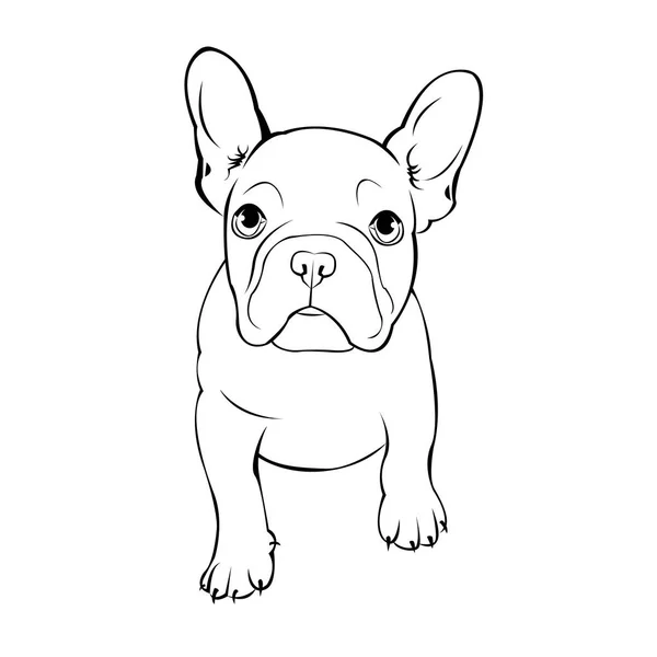 Chien vecteur race mignon animal animal bouledogue français — Image vectorielle