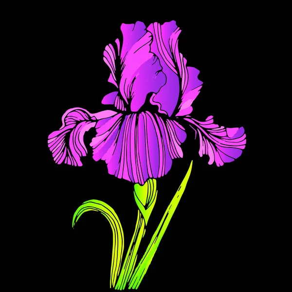 Flor, iris, naturaleza, floral, planta, vector, verano, primavera, diseño, ilustración — Archivo Imágenes Vectoriales