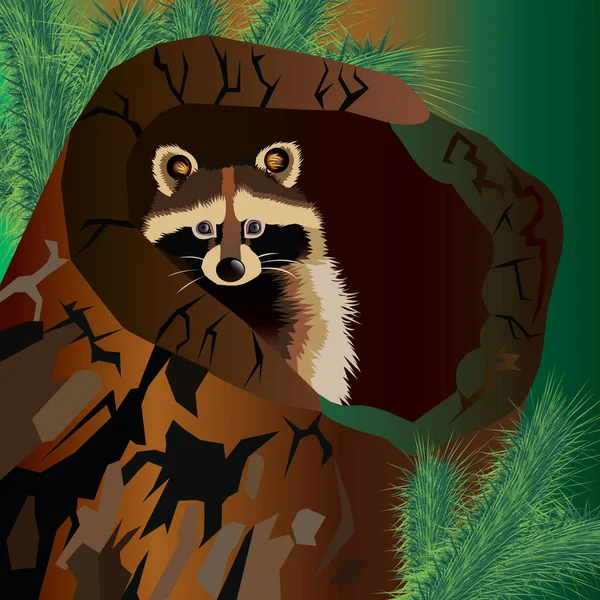 浣熊矢量可爱的野生野生动物 — 图库矢量图片