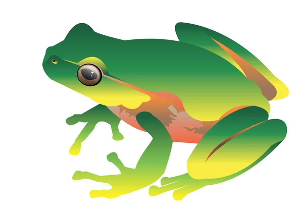 Rana vector sapo verde pequeña ilustración — Vector de stock