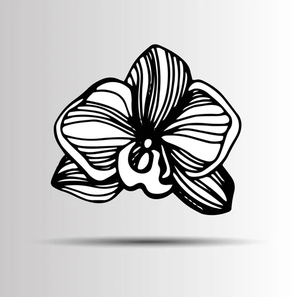 Desenhos animados ilustração do ícone do vetor do orchid para. Conjunto desenhado à mão com flores de orquídeas. Ilustração vetorial em preto e branco . —  Vetores de Stock