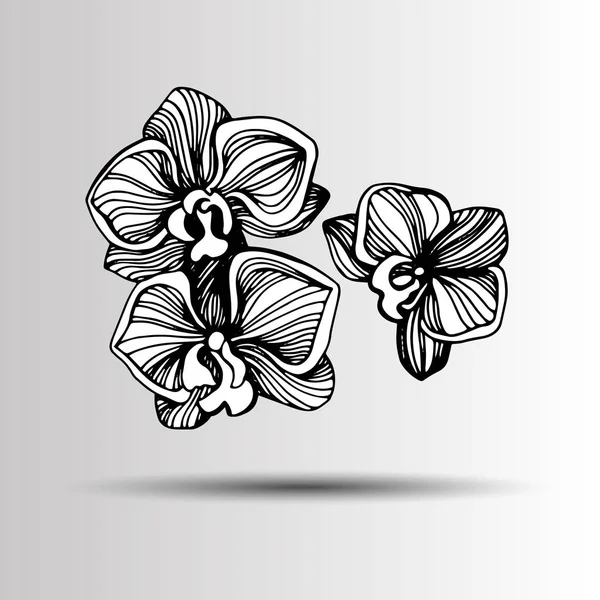 Desenhos animados ilustração do ícone do vetor do orchid para. Conjunto desenhado à mão com flores de orquídeas. Ilustração vetorial em preto e branco . —  Vetores de Stock