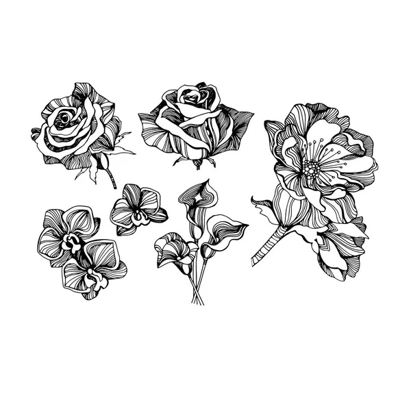 Color set, collection, drawings, sketches, beautiful flowers, different types, linear Royalty Free Stock Illustrations