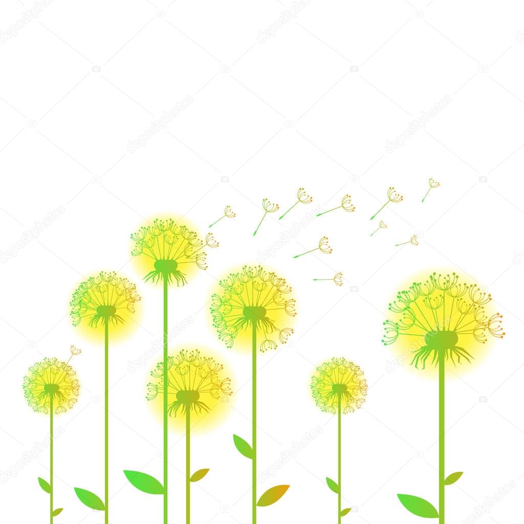 dandelion vector background botany flower blossom fluffy