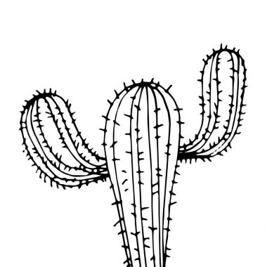 kaktüs, doğa, illüstrasyon, vektör, bitki, yeşil, çiçek, sanat