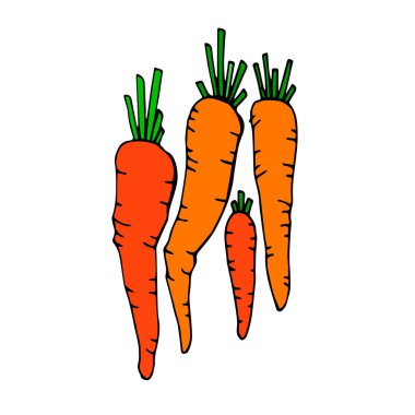 Gıda havuç sebze vejetaryen illüstrasyon sağlıklı organik taze olgun vektör