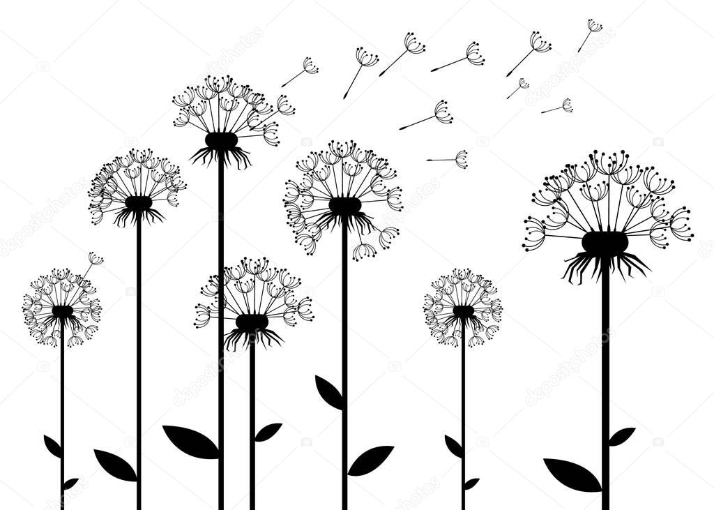 dandelion vector background botany flower blossom