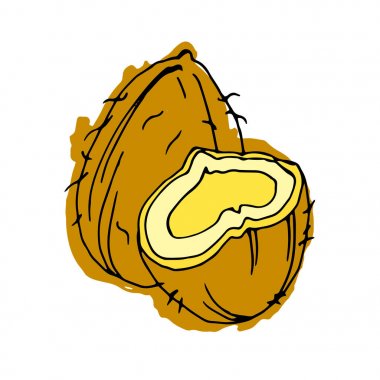 Hindistan cevizi, gıda, beyaz, tropikal, coco, sağlıklı, vektör, süt, illüstrasyon, taze