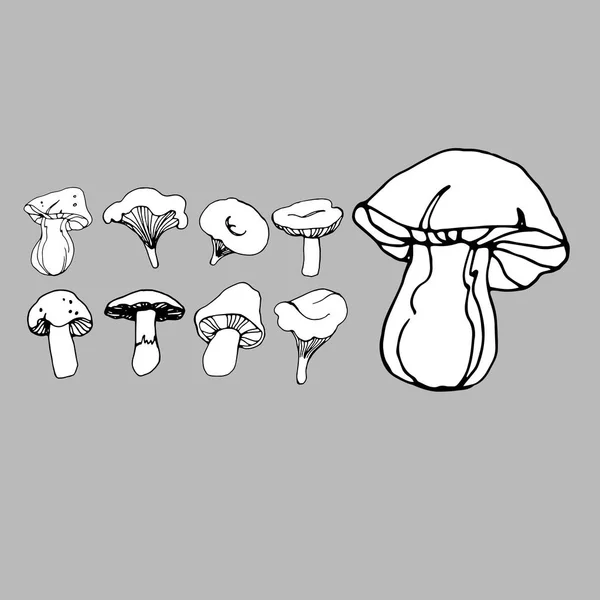 Mushroom vector organic illustration foot fungus natural vegetable healthy — Stock Vector
