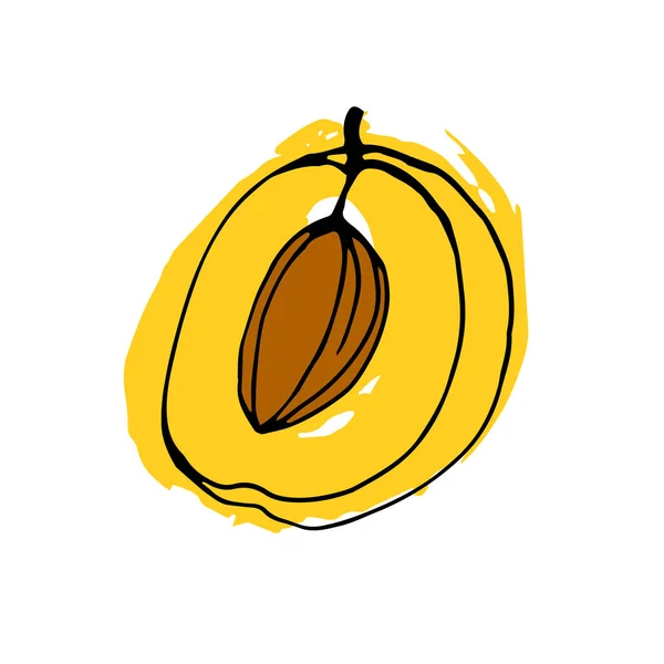 Meruňka, ovoce, potraviny, organické, vektor, list, čerstvé, zralé, Vegetariánská, ilustrace — Stockový vektor