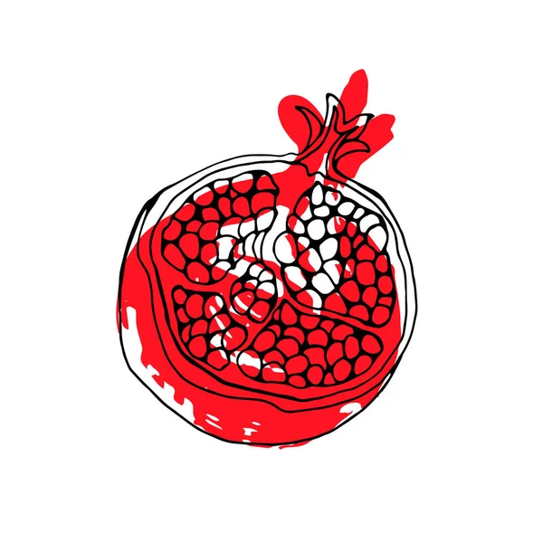 Vector dibujado a mano acuarela pintura granate de fruta sobre fondo blanco . — Vector de stock