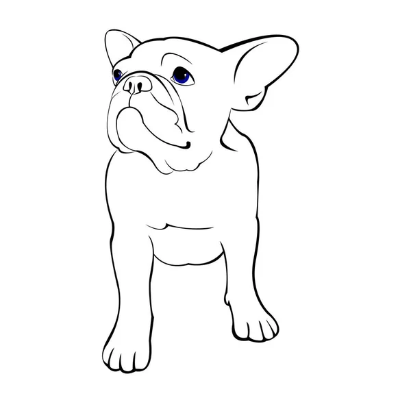 Bulldog, hund, djur, franska, vektor, illustration, pet, ras, Söt, teckning, valp — Stock vektor