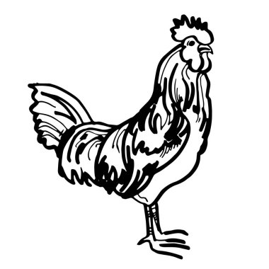 yıl, yeni, horoz, sembol, Çince, Dekorasyon, vektör, işaret, illüstrasyon, festival