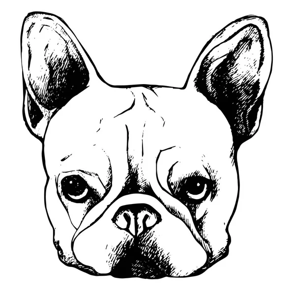 Bulldog, chien, animal, français, vecteur, illustration, animal de compagnie, race, mignonette, dessin, chiot — Image vectorielle