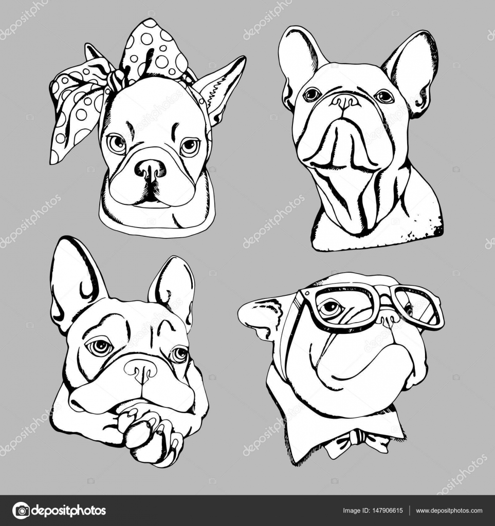 Bulldogge, Hund, Tier, Französisch, Vektor, Illustration, Haustier