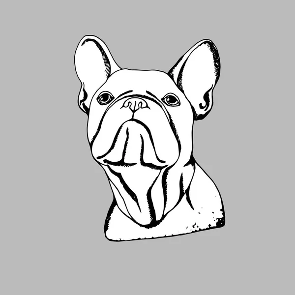 Bulldog, cão, animal, francêsas, vetor, illust, animal de estimação, raça, fofa, puxando, cachorro —  Vetores de Stock