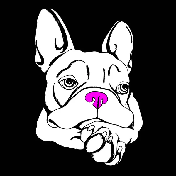 Bulldog, hund, djur, franska, vektor, illustration, pet, ras, Söt, teckning, valp — Stock vektor